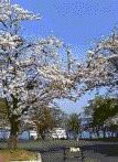 十和田の桜